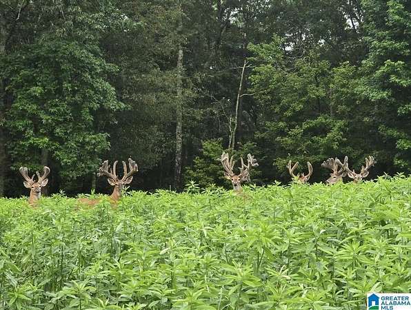 831 Acres of Land for Sale in Hayden, Alabama