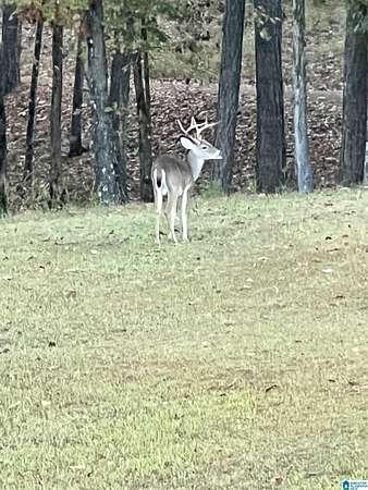 20.5 Acres of Recreational Land with Home for Sale in Columbiana, Alabama