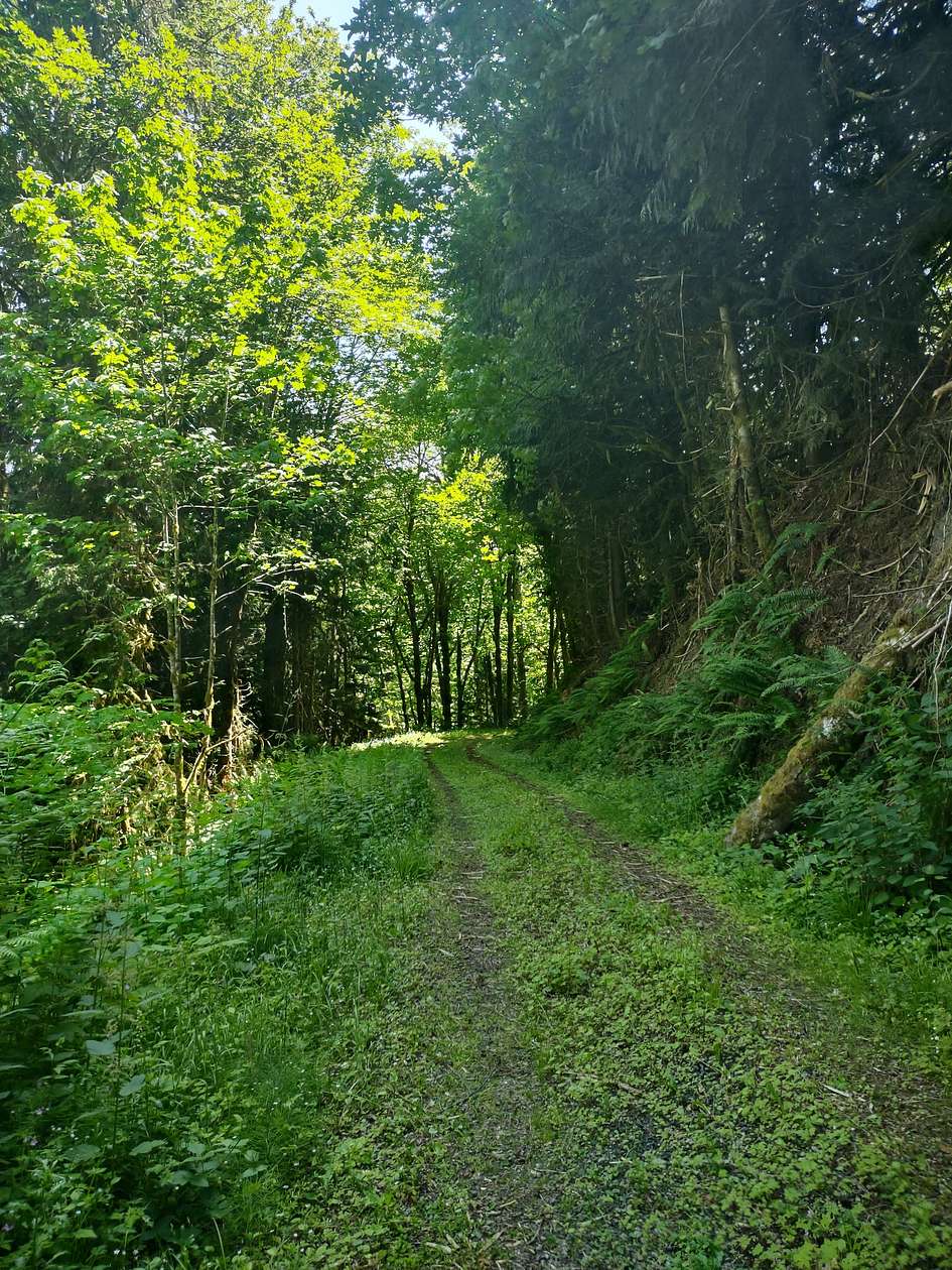 40 Acres of Recreational Land for Sale in Port Angeles, Washington