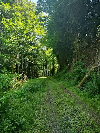 40 Acres of Recreational Land for Sale in Port Angeles, Washington