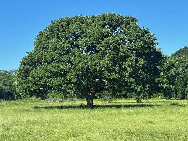 14 Acres of Recreational Land for Sale in Commerce, Texas