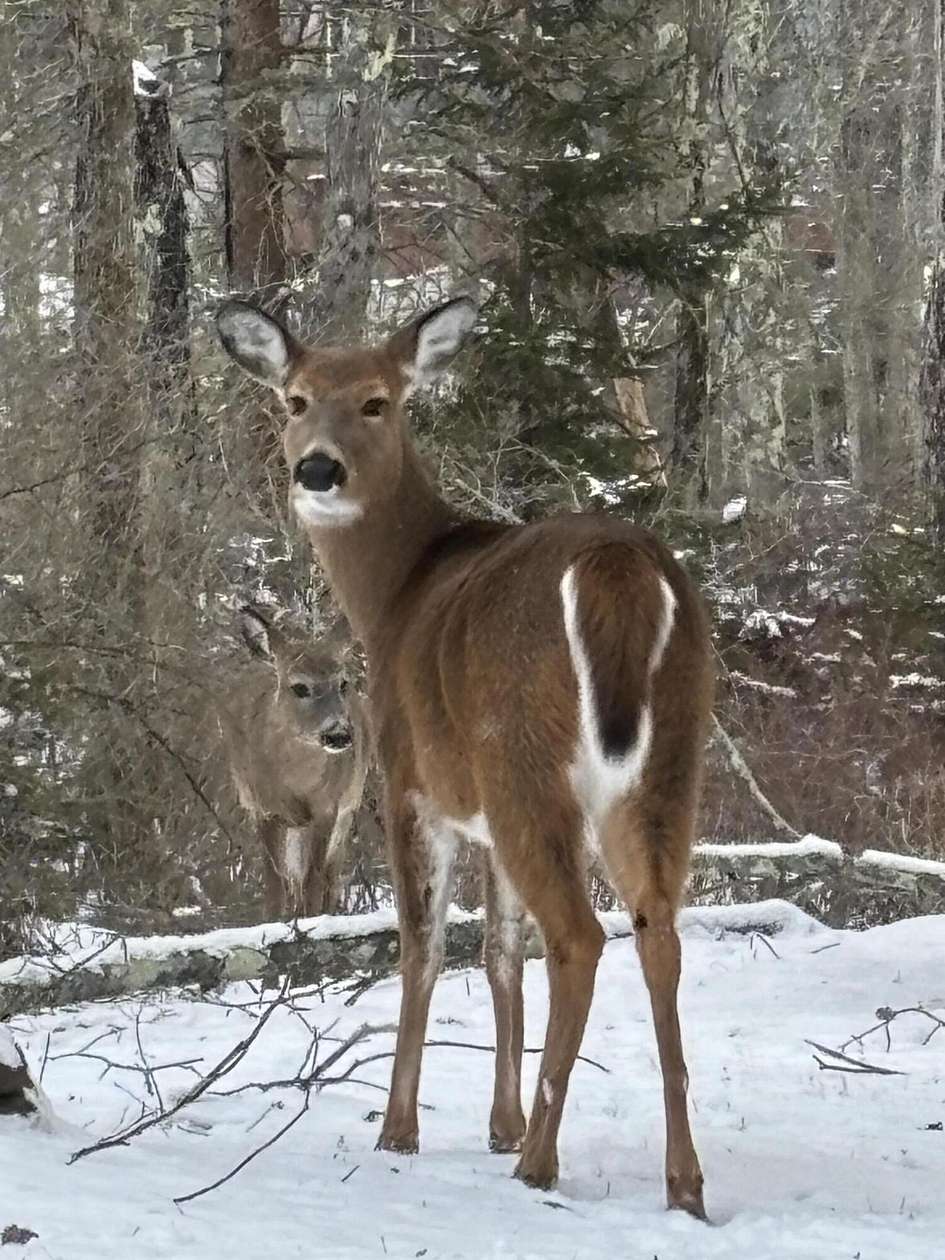 0.26 Acres of Residential Land for Sale in Pocono Lake, Pennsylvania