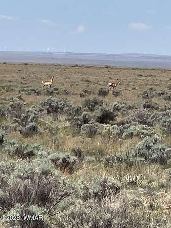 73 Acres of Recreational Land for Sale in St. Johns, Arizona