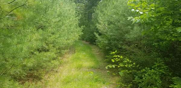 29 Acres of Land for Sale in Penobscot, Maine