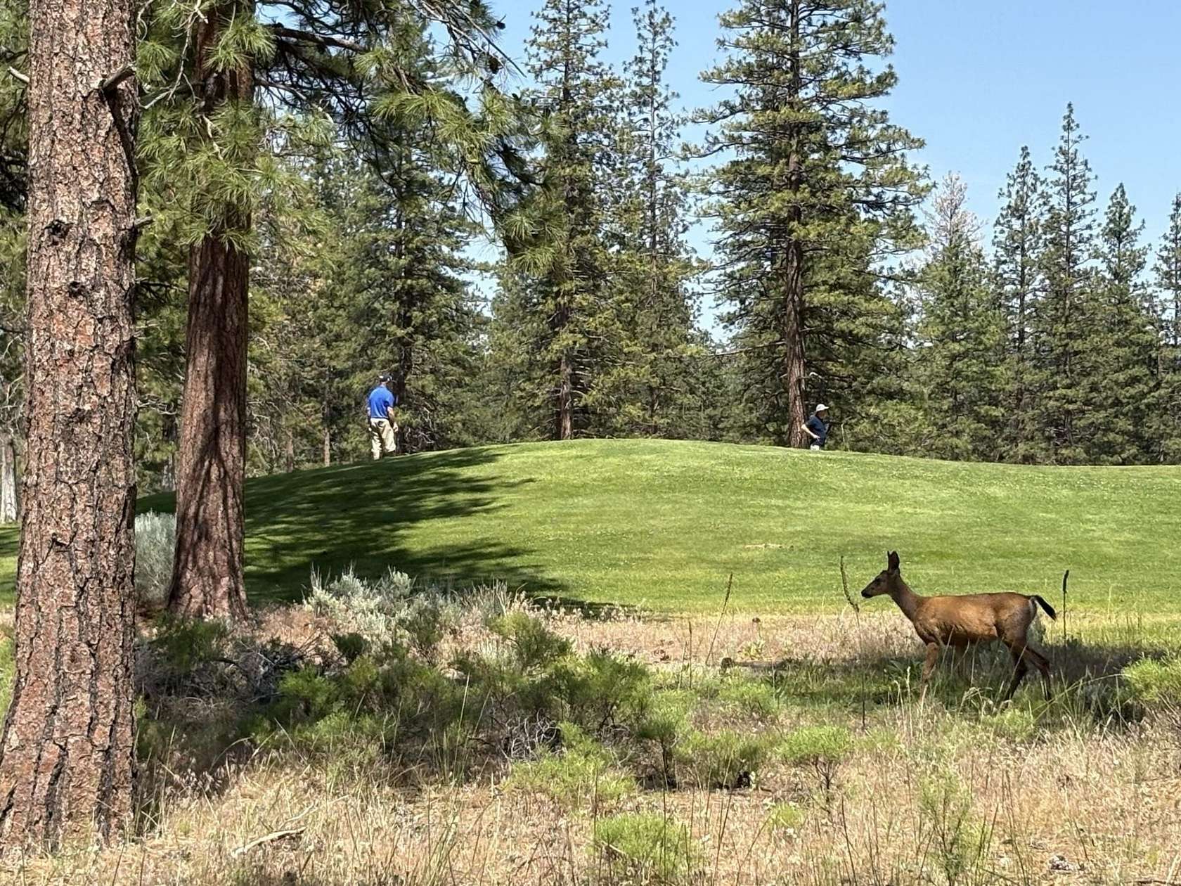 0.6 Acres of Residential Land for Sale in Weed, California