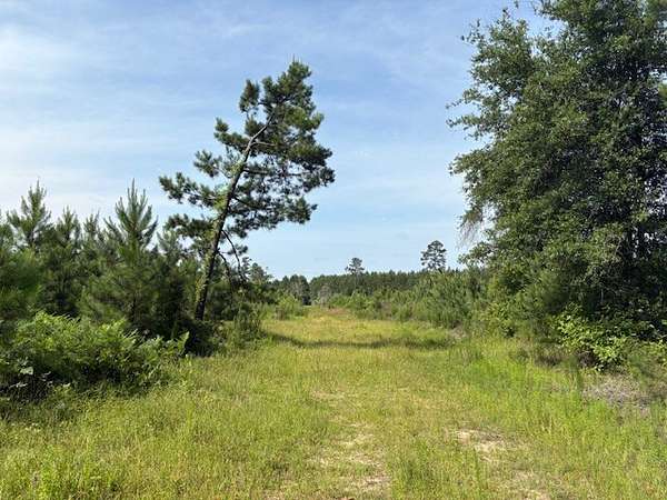 54 Acres of Recreational Land for Sale in Magnolia Springs, Texas
