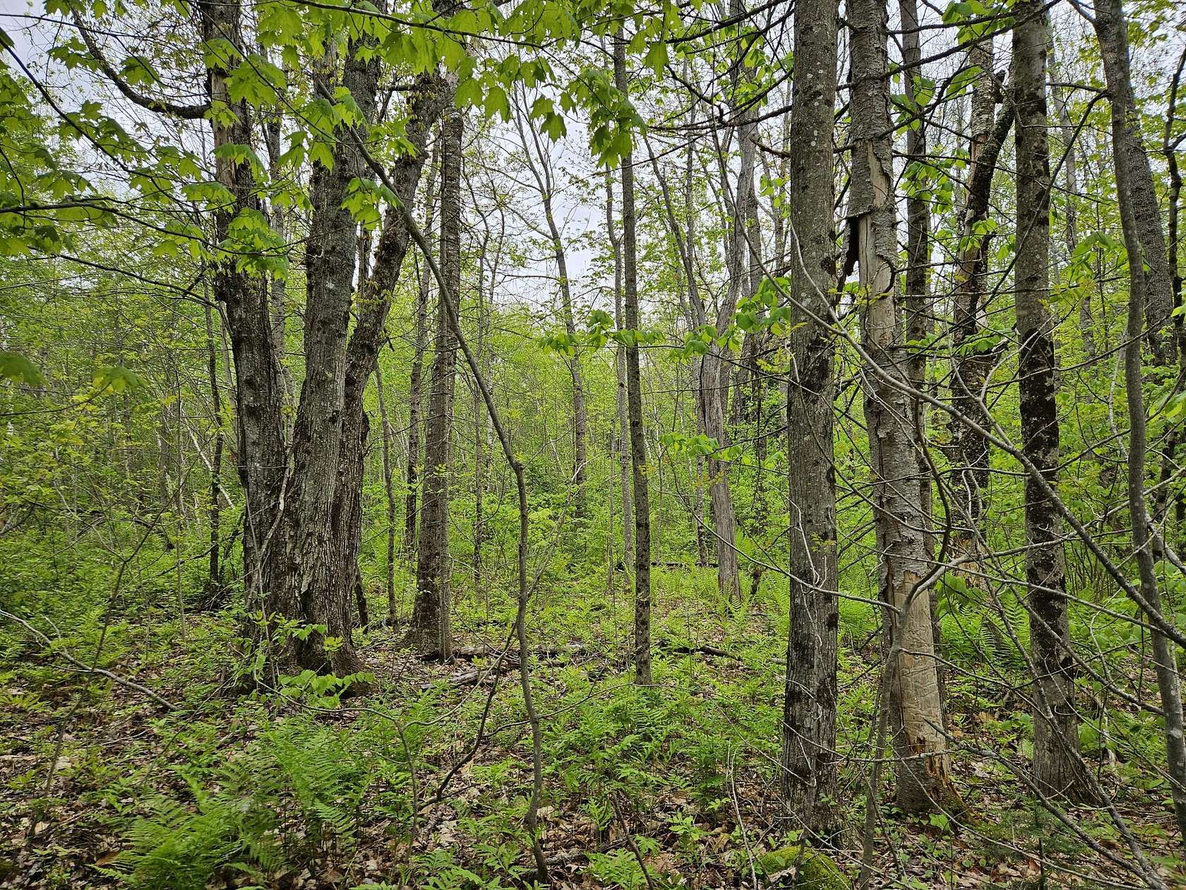 3.1 Acres of Residential Land for Sale in New Sharon, Maine