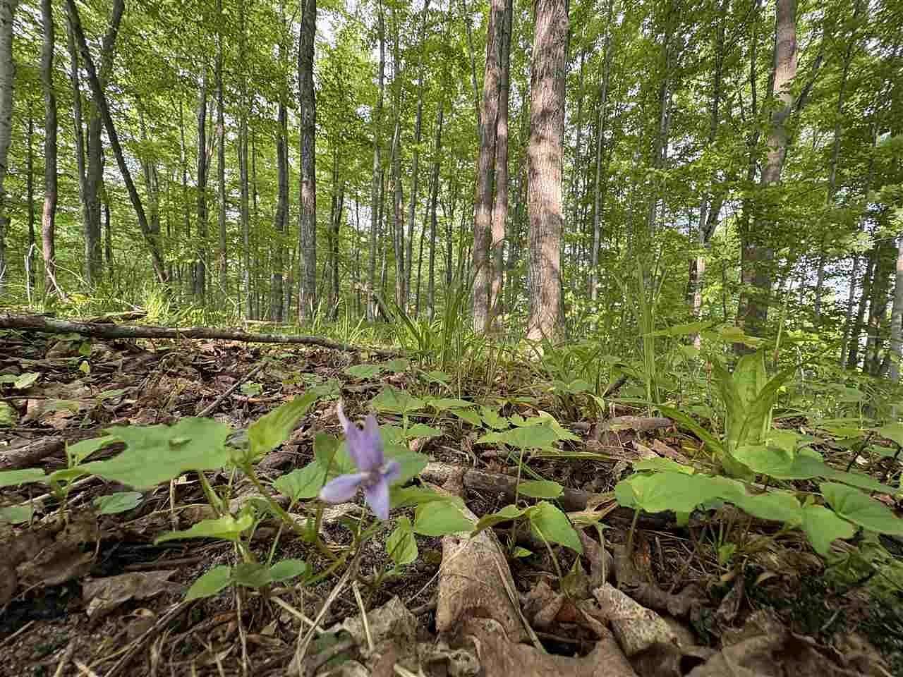 1 Acre of Residential Land for Sale in East Jordan, Michigan