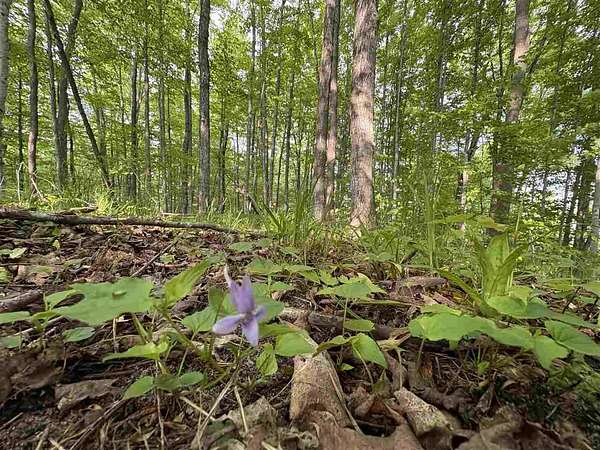 1 Acre of Residential Land for Sale in East Jordan, Michigan