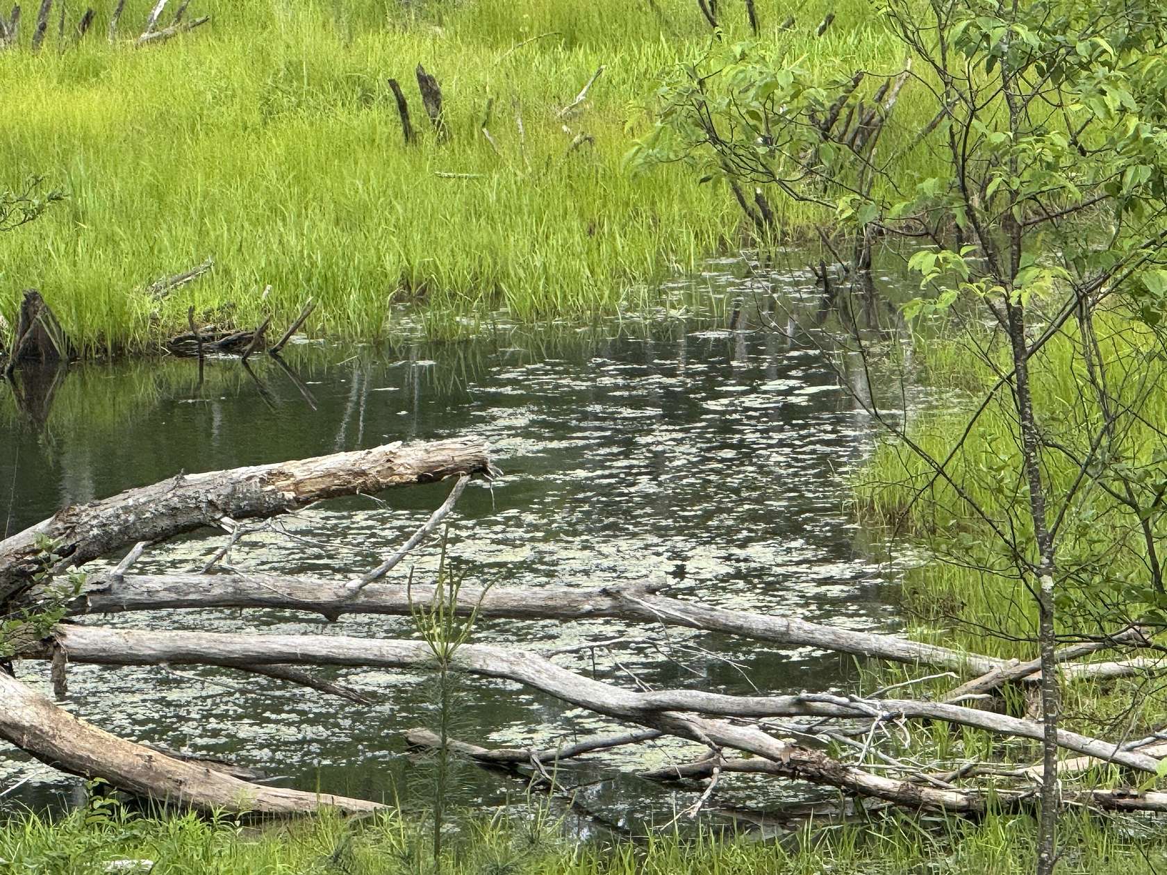 70 Acres of Recreational Land for Sale in Tustin, Michigan