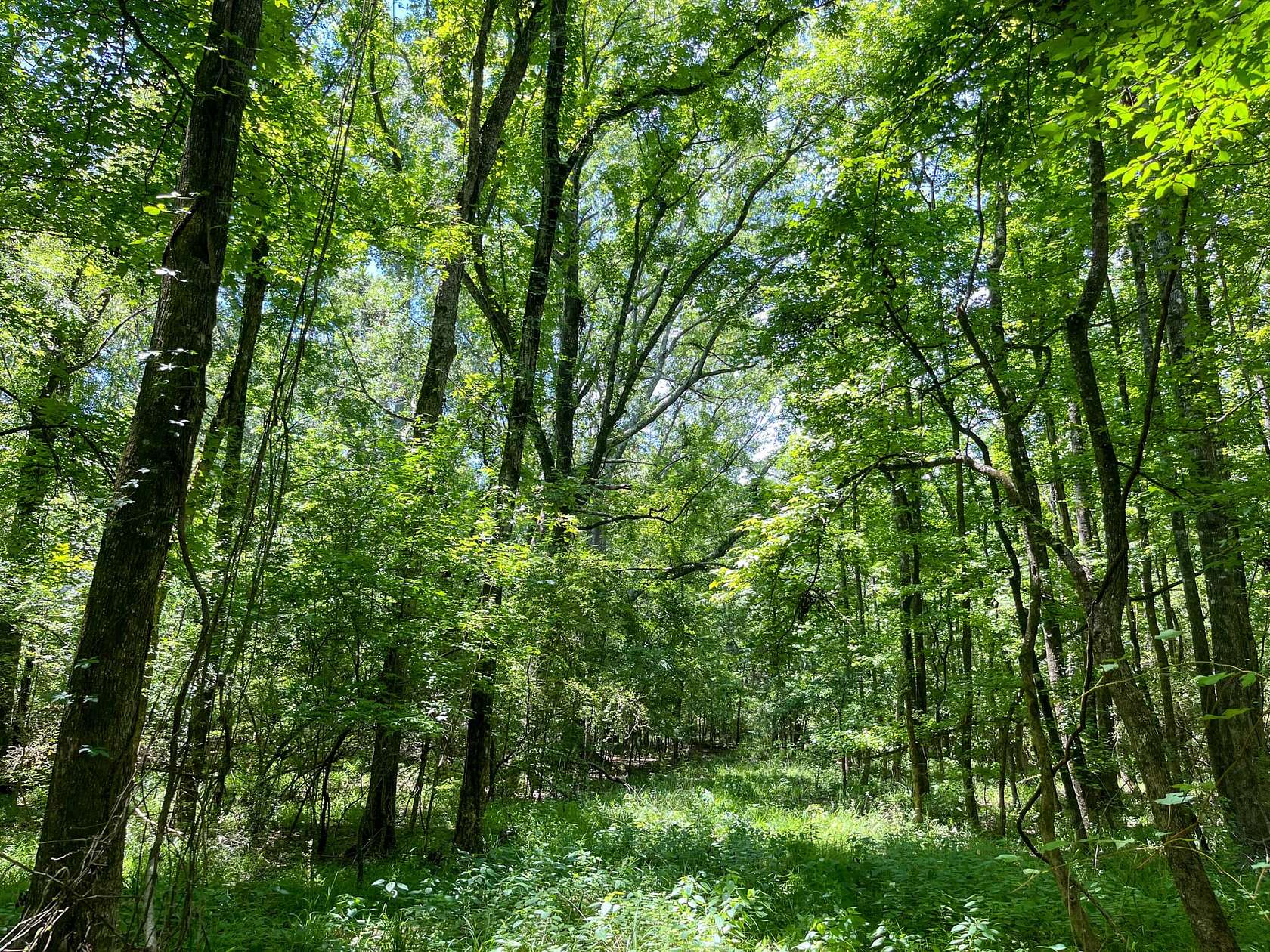 59.6 Acres of Recreational Land for Sale in Jackson, Mississippi