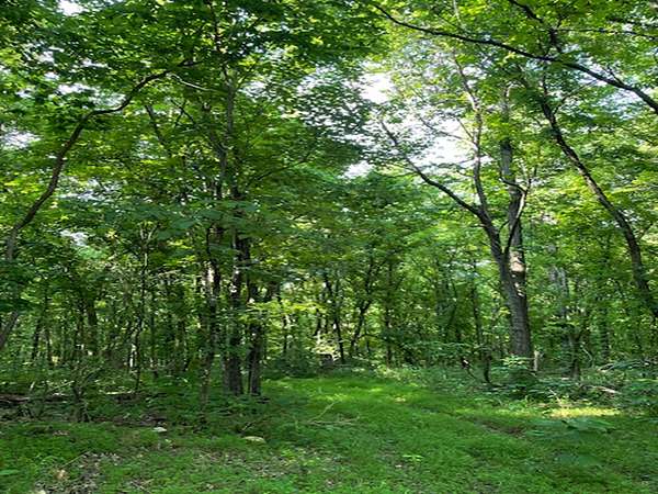 23.6 Acres of Recreational Land & Farm for Sale in St. Joe, Arkansas