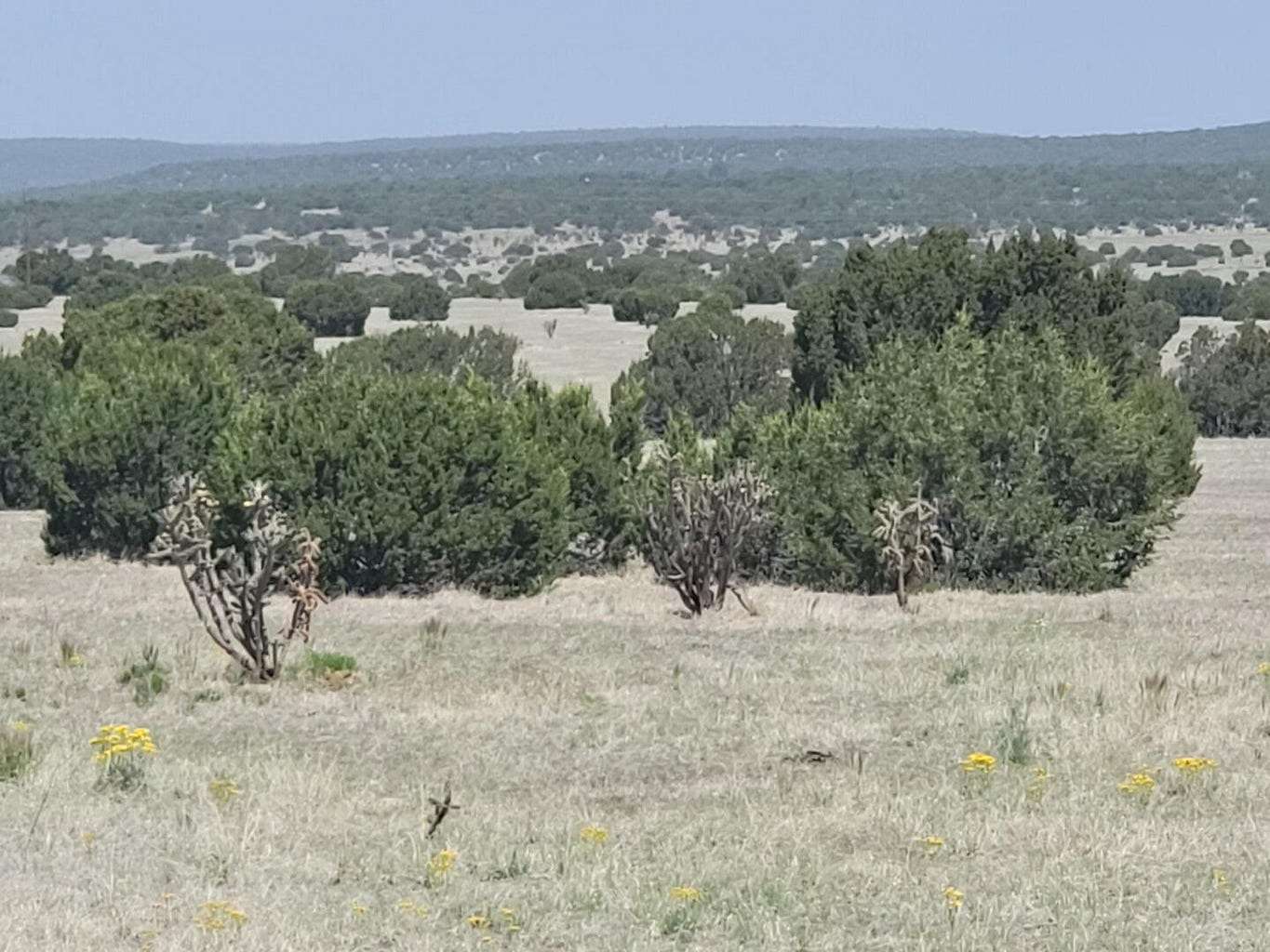 39.9 Acres of Land for Sale in Estancia, New Mexico