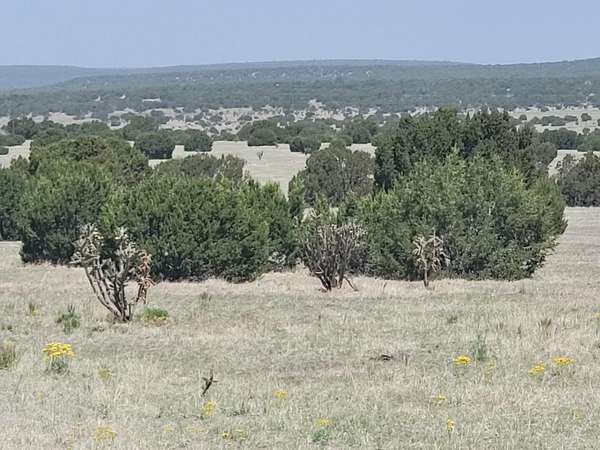 39.9 Acres of Land for Sale in Estancia, New Mexico