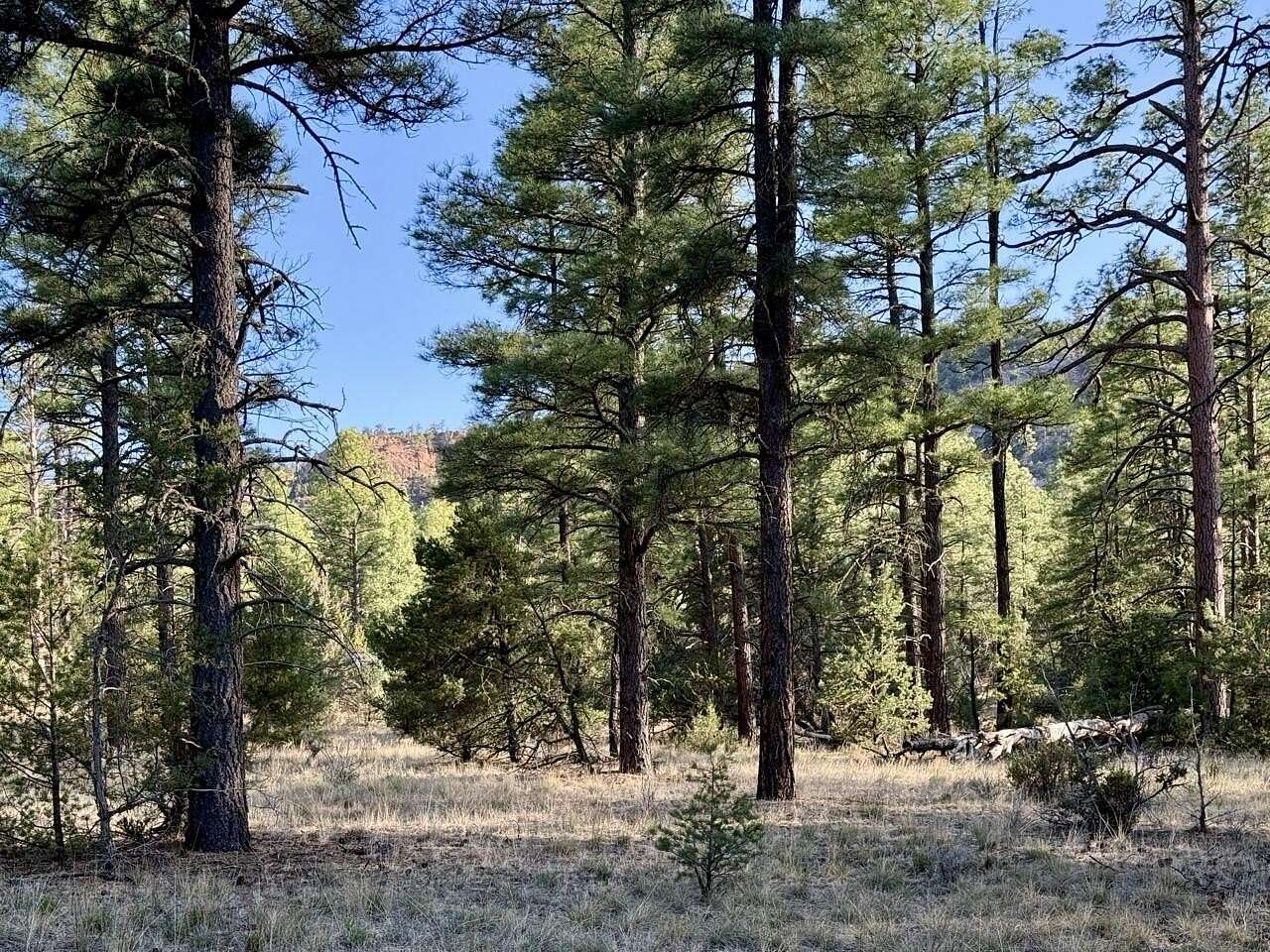 25 Acres of Recreational Land for Sale in Ramah, New Mexico