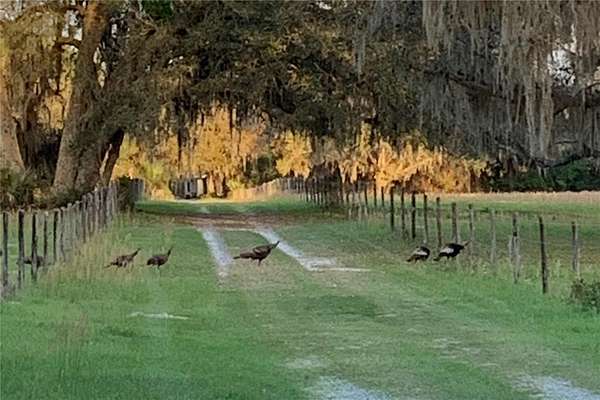 70.7 Acres of Land with Home for Sale in Palatka, Florida