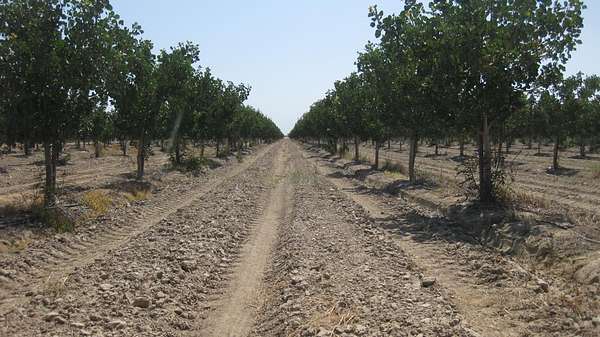 112 Acres of Agricultural Land for Sale in Pixley, California