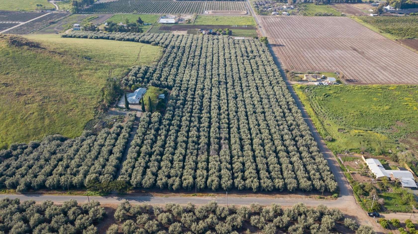 37.6 Acres of Agricultural Land for Sale in Lindsay, California