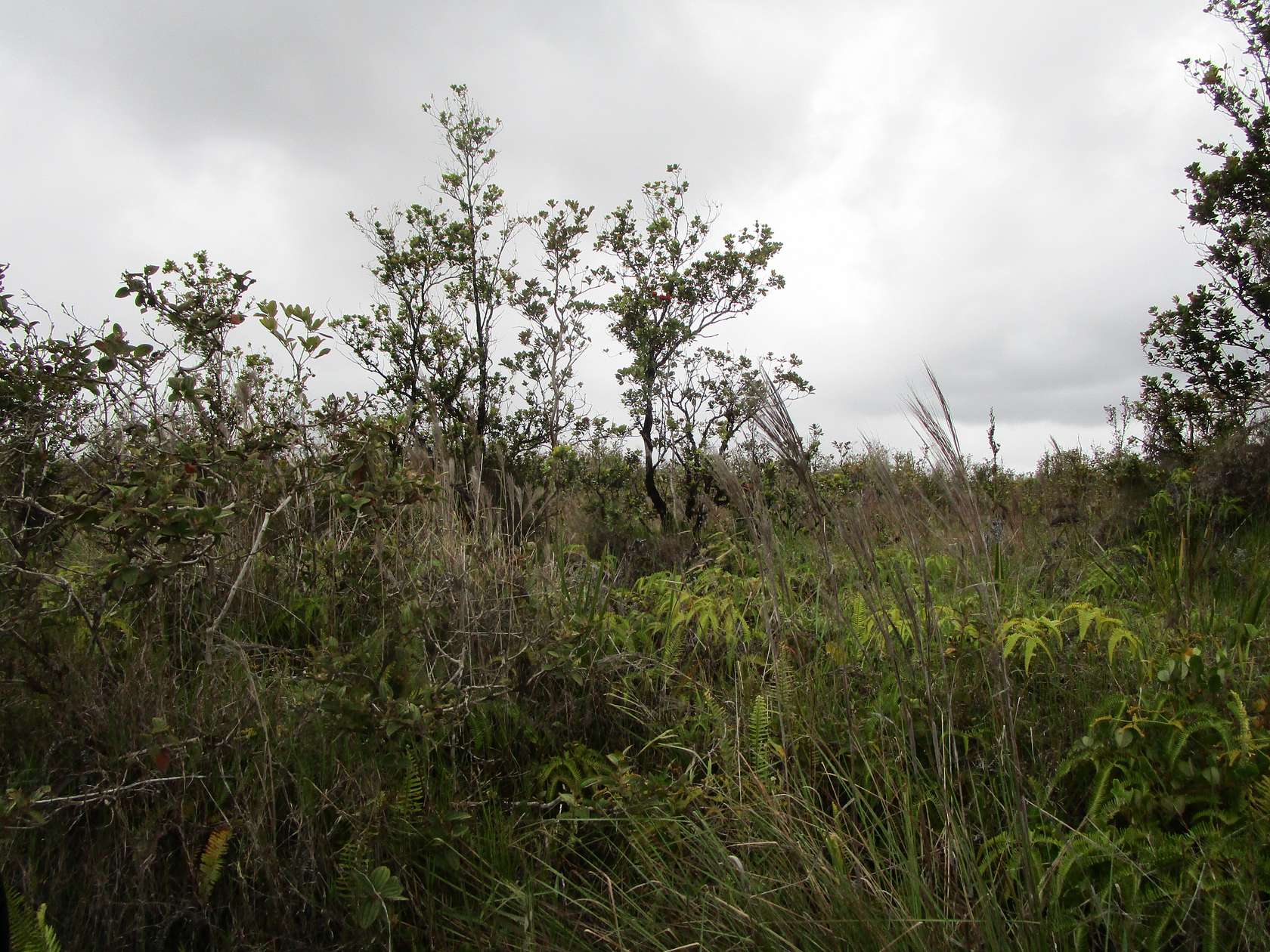 3 Acres of Residential Land for Sale in Volcano, Hawaii