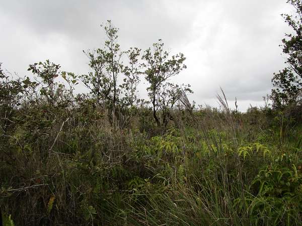 3 Acres of Residential Land for Sale in Volcano, Hawaii