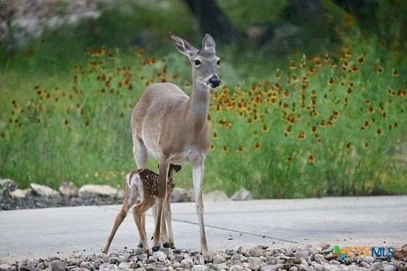 0.37 Acres of Commercial Land for Sale in Canyon Lake, Texas