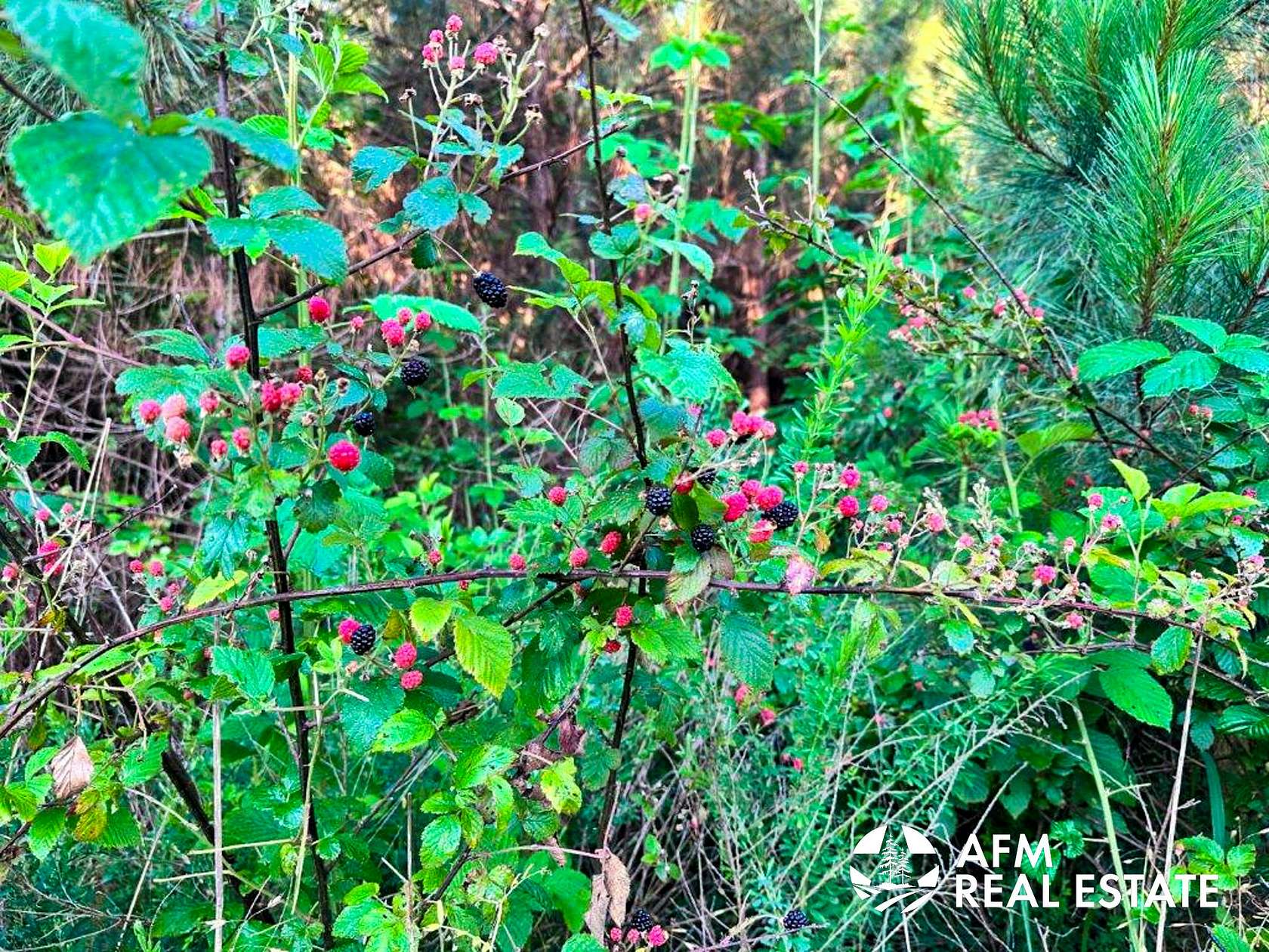 10 Acres of Recreational Land for Sale in Honobia, Oklahoma