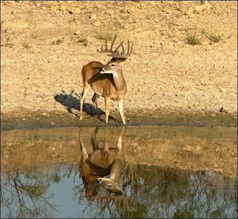213 Acres of Recreational Land for Sale in Gouldbusk, Texas