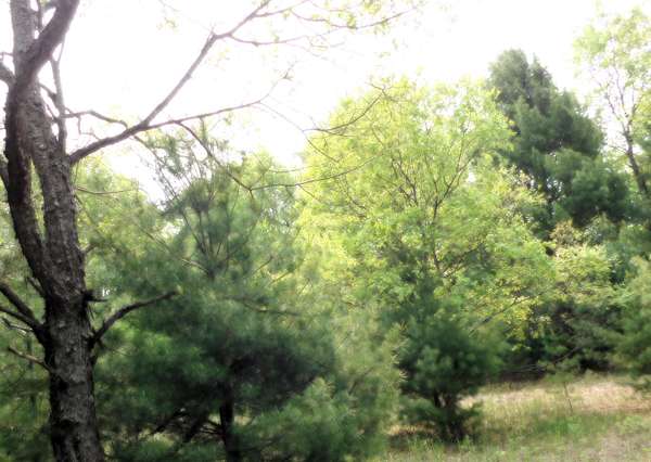 26.8 Acres of Land for Sale in Kaleva, Michigan