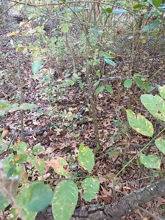 0.46 Acres of Residential Land for Sale in Jacksonville, Arkansas