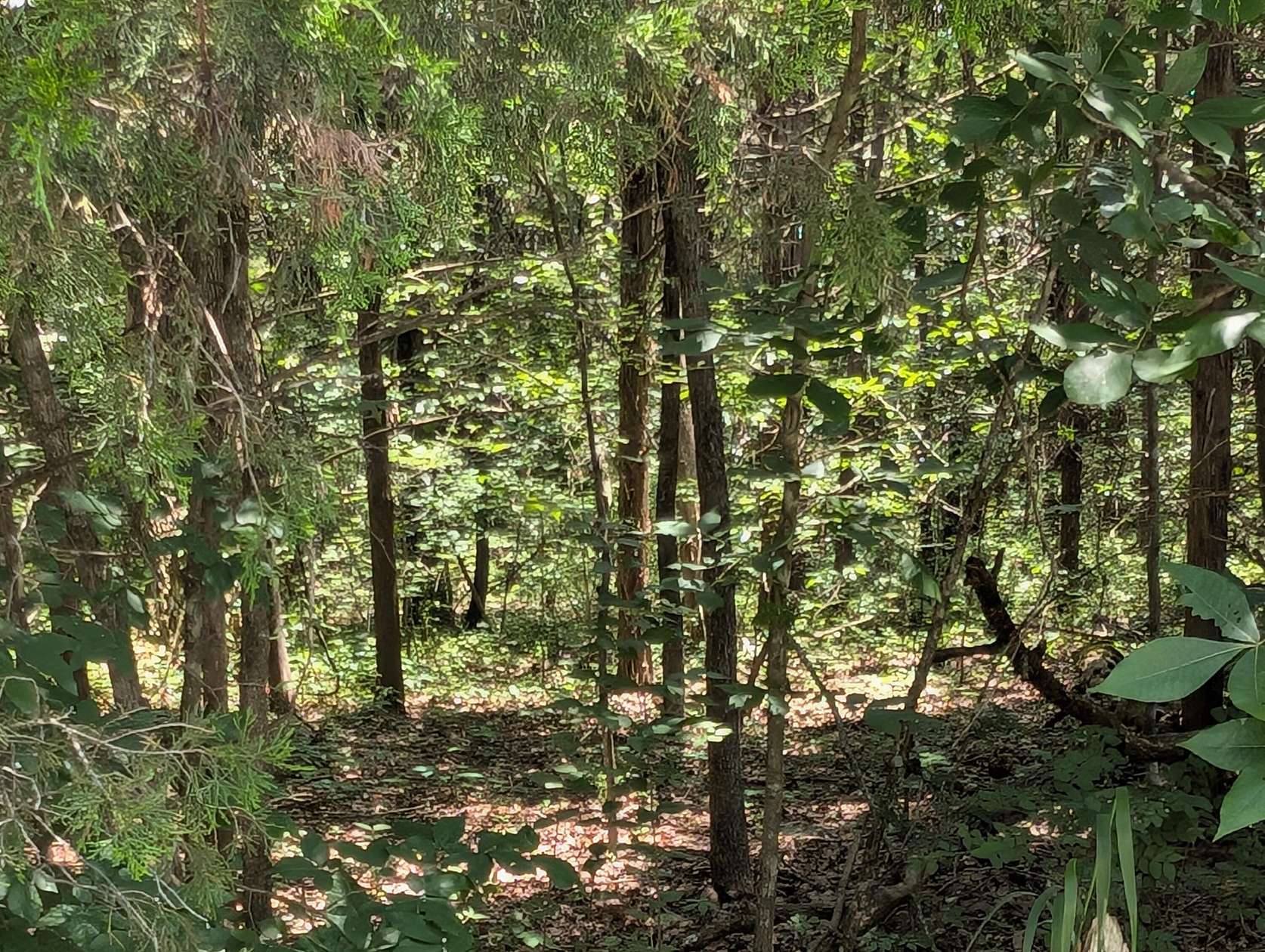 1 Acre of Residential Land for Sale in Shell Knob, Missouri