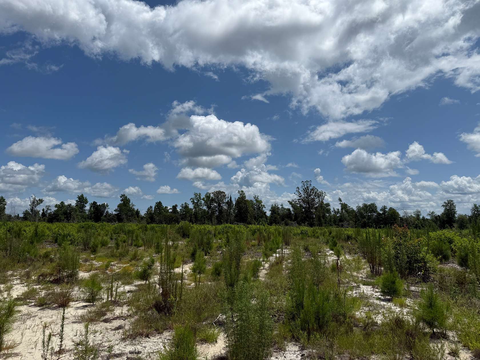 75.8 Acres of Recreational Land for Sale in Sneads, Florida