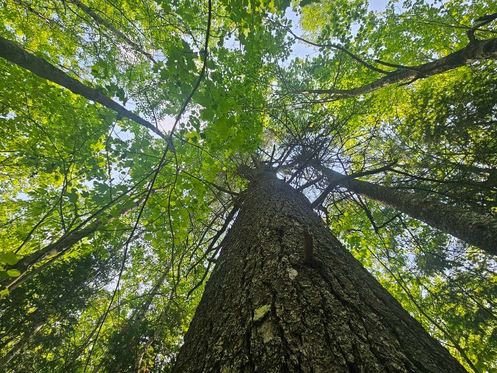 116 Acres of Land for Sale in Hudson, Maine