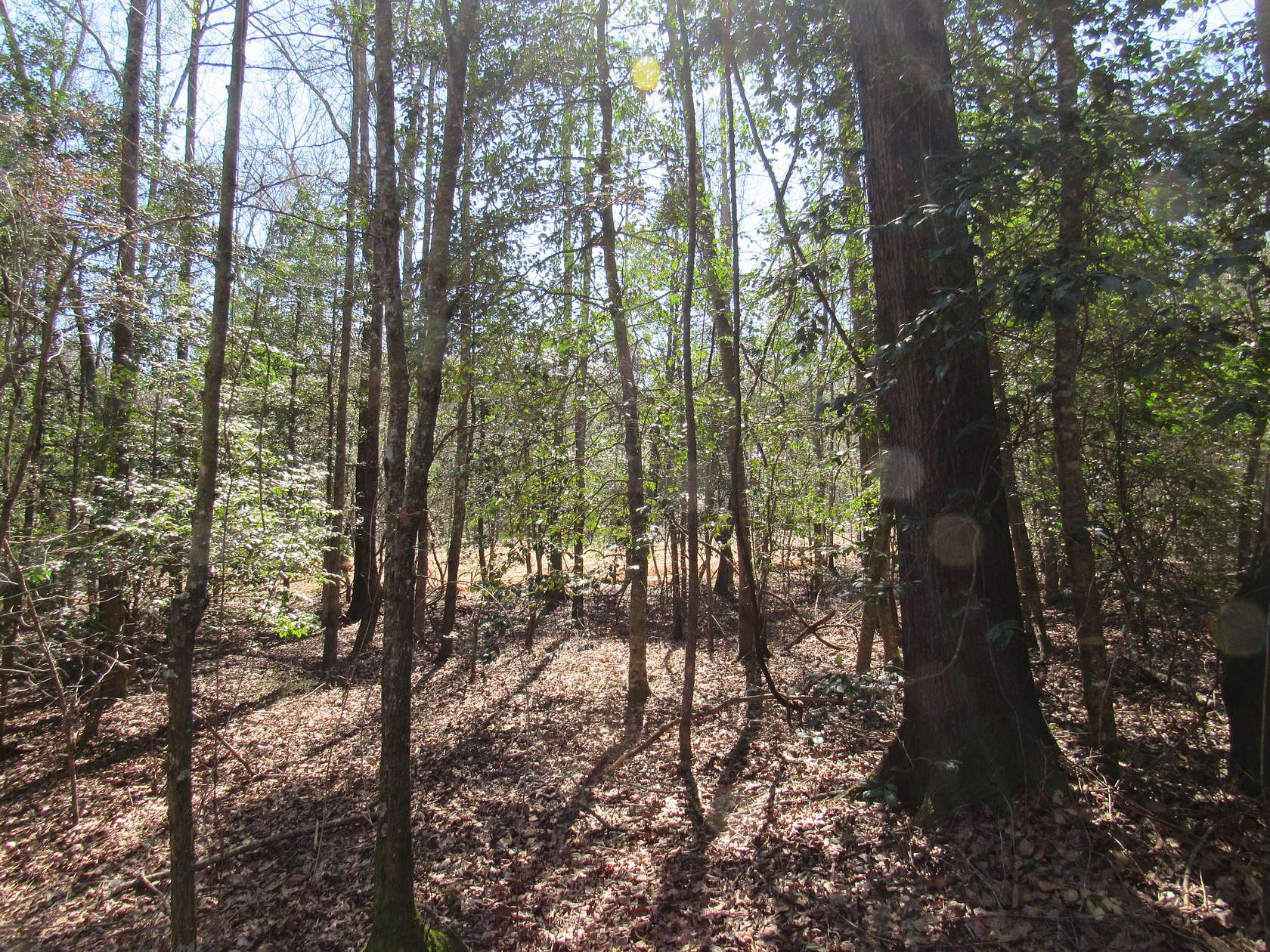 18.1 Acres of Recreational Land for Sale in Cusseta, Georgia