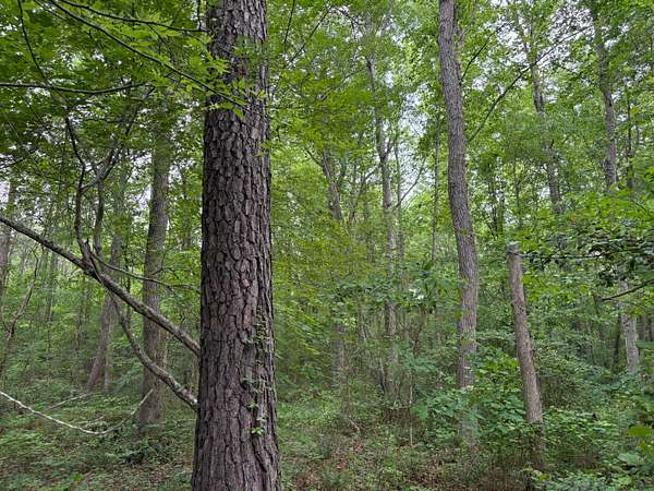 50 Acres of Recreational Land for Sale in McKenney, Virginia