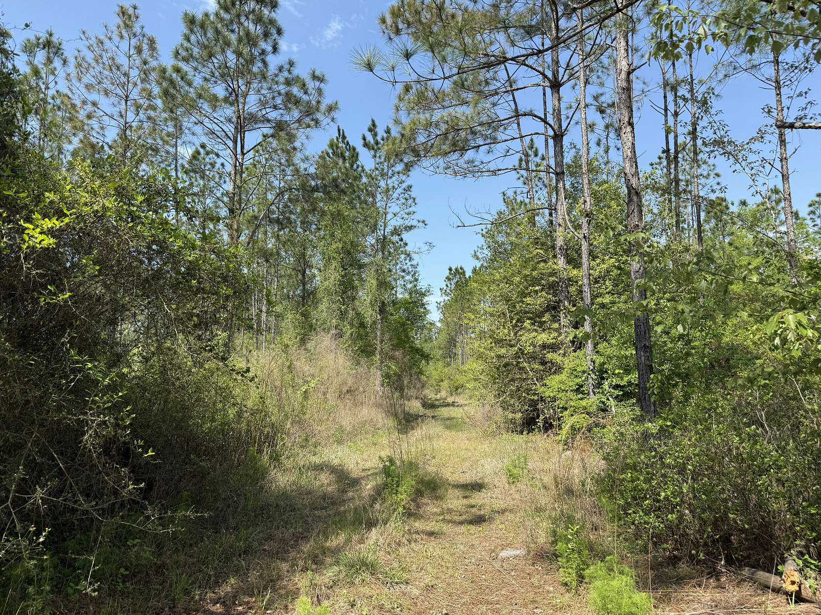 78.6 Acres of Recreational Land for Sale in DeFuniak Springs, Florida