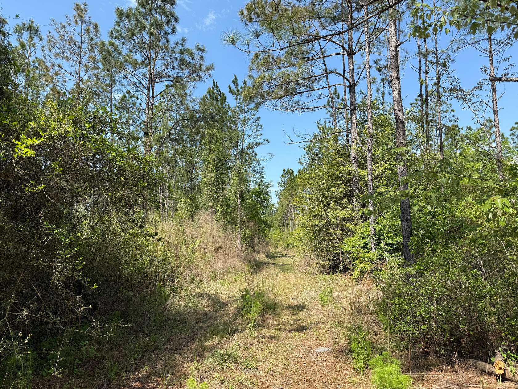78.6 Acres of Recreational Land for Sale in DeFuniak Springs, Florida