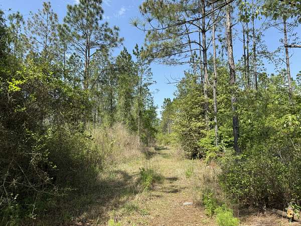 78.6 Acres of Recreational Land for Sale in DeFuniak Springs, Florida