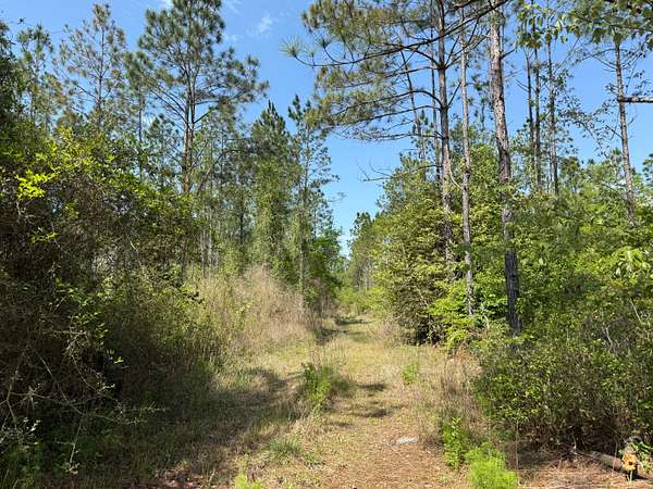 78.6 Acres of Recreational Land for Sale in DeFuniak Springs, Florida