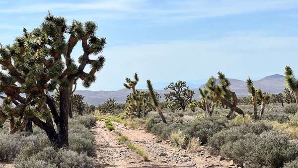 1.25 Acres of Residential Land for Sale in Meadview, Arizona