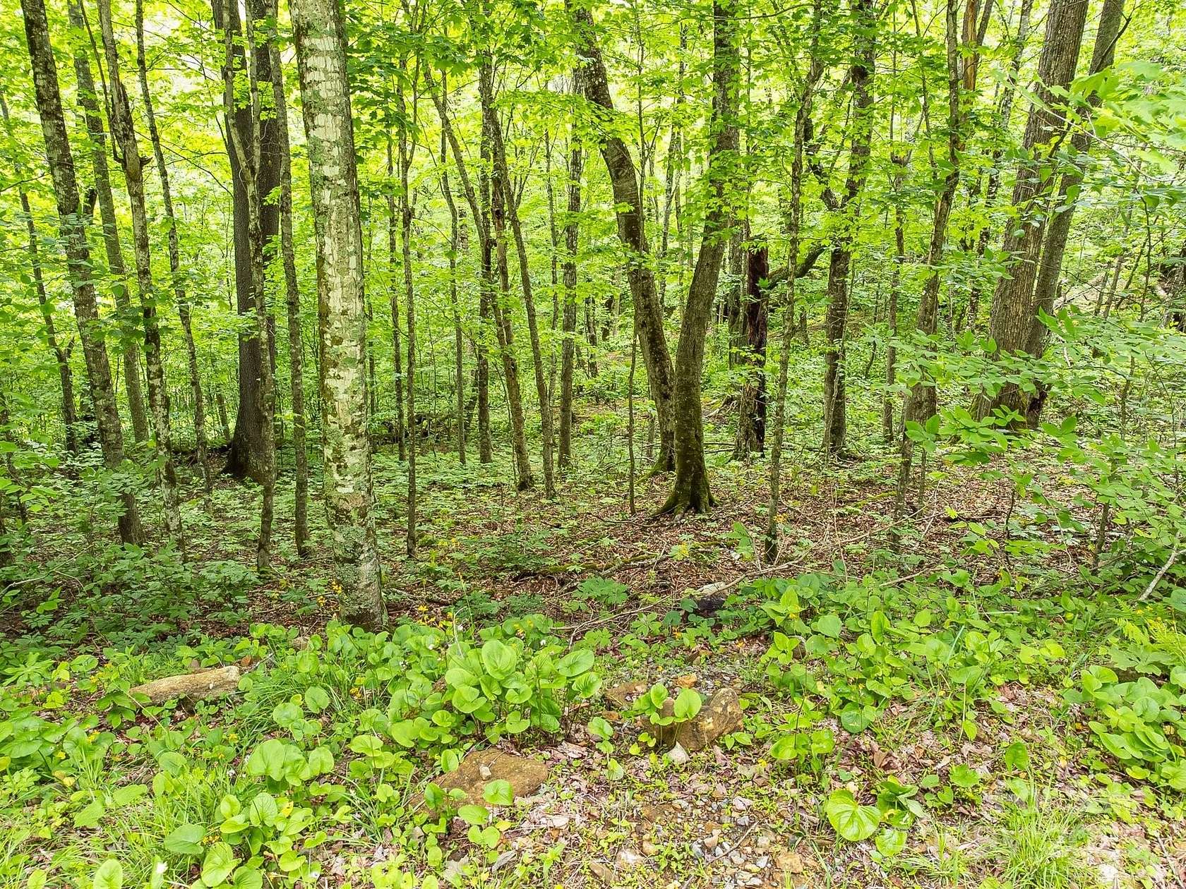 1 Acre of Residential Land for Sale in Mars Hill, North Carolina