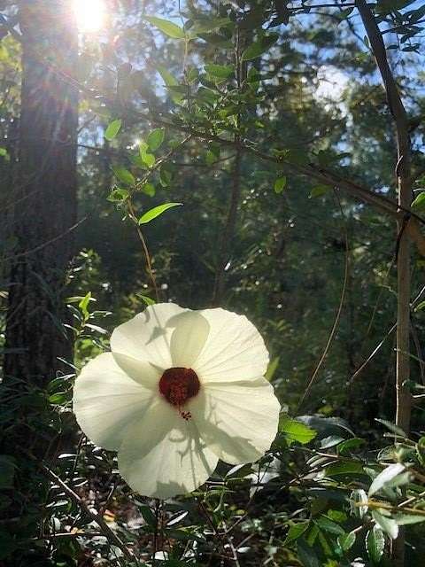 4.85 Acres of Residential Land for Sale in Carriere, Mississippi