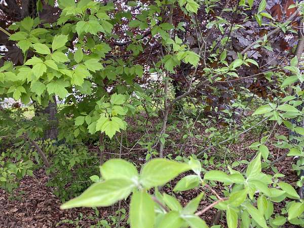 0.11 Acres of Land for Sale in Berlin, New Hampshire