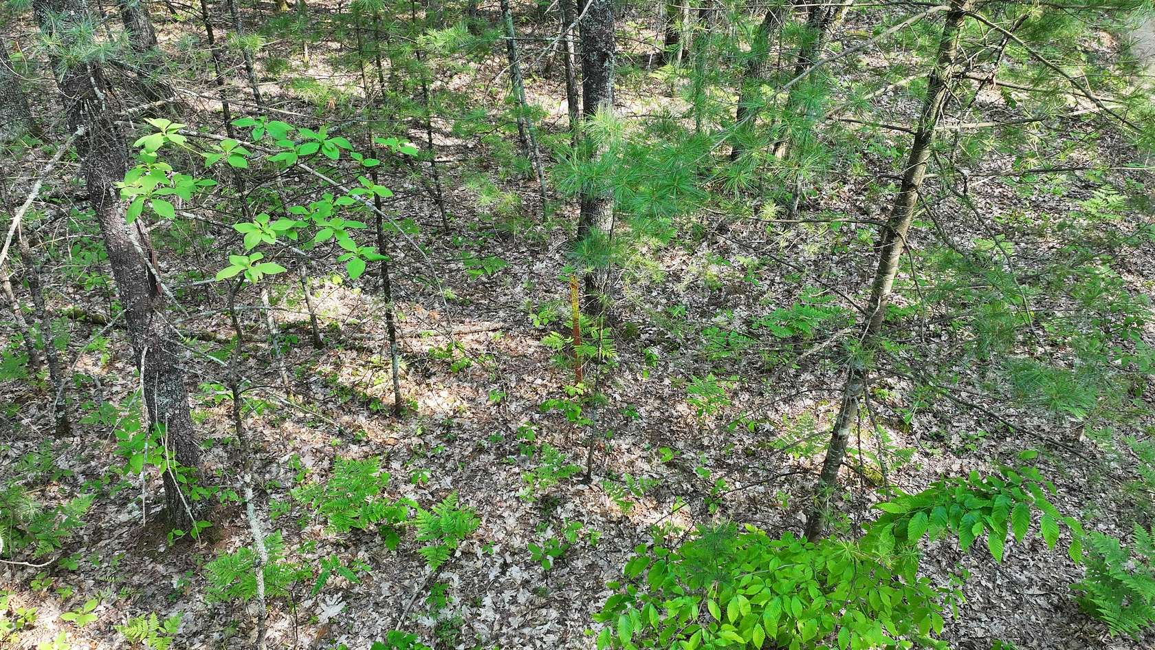 10 Acres of Recreational Land for Sale in Free Soil, Michigan