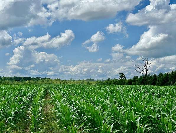 116 Acres of Recreational Land for Sale in Hemingway, South Carolina