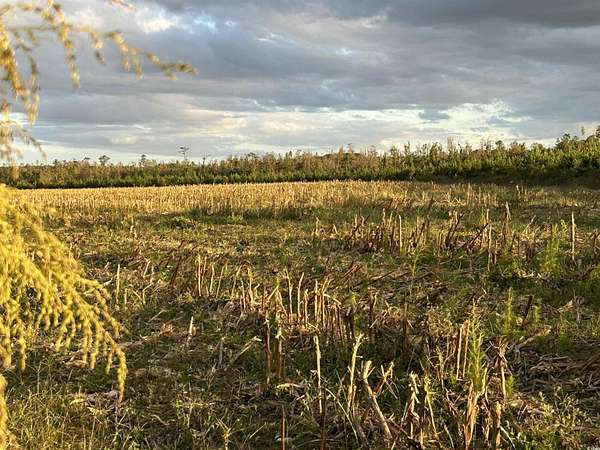 116 Acres of Recreational Land for Sale in Hemingway, South Carolina