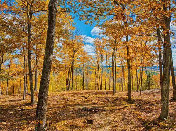 163 Acres of Agricultural Land for Sale in Andover, New Hampshire