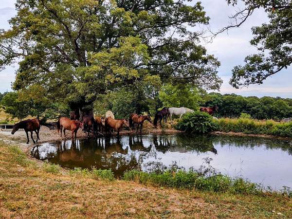 6 Acres of Residential Land with Home for Sale in Galena, Missouri