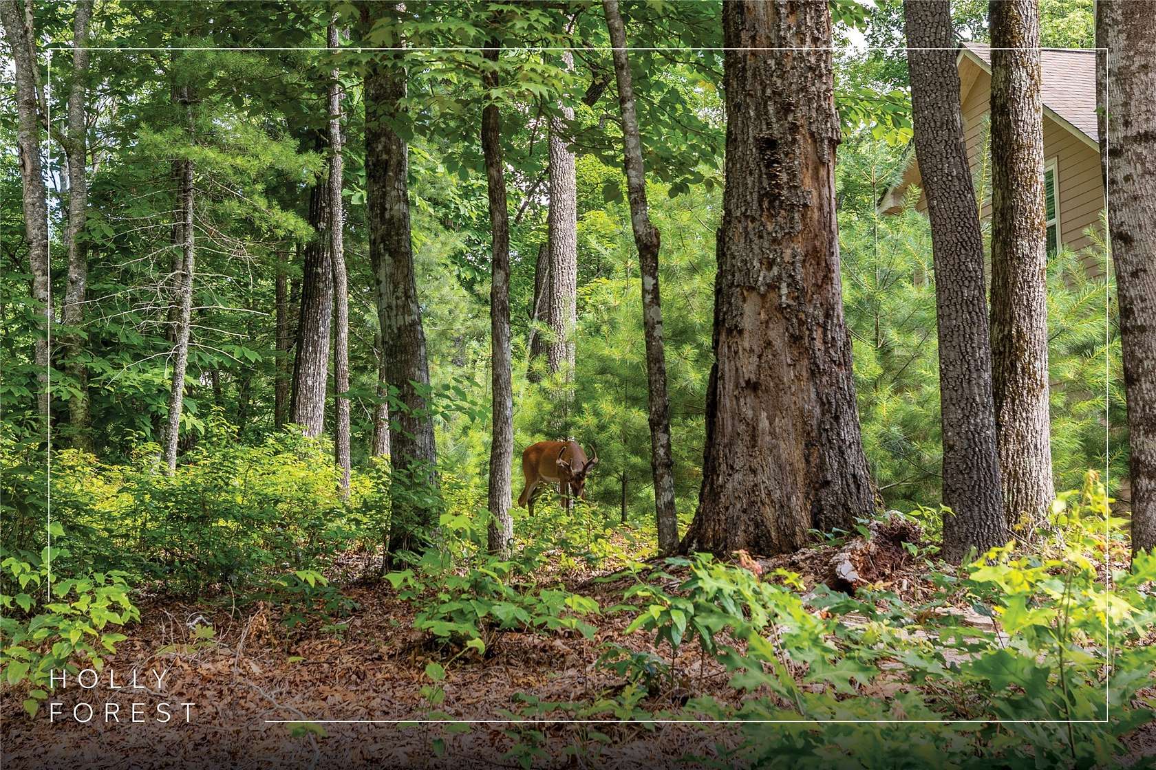 0.59 Acres of Residential Land for Sale in Sapphire, North Carolina