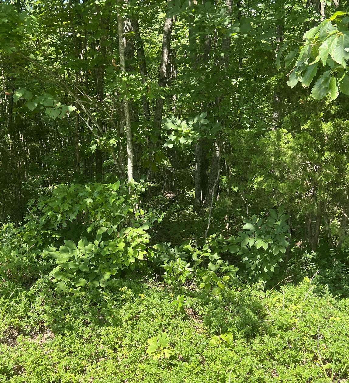 327 Acres of Land for Sale in Monticello, Kentucky