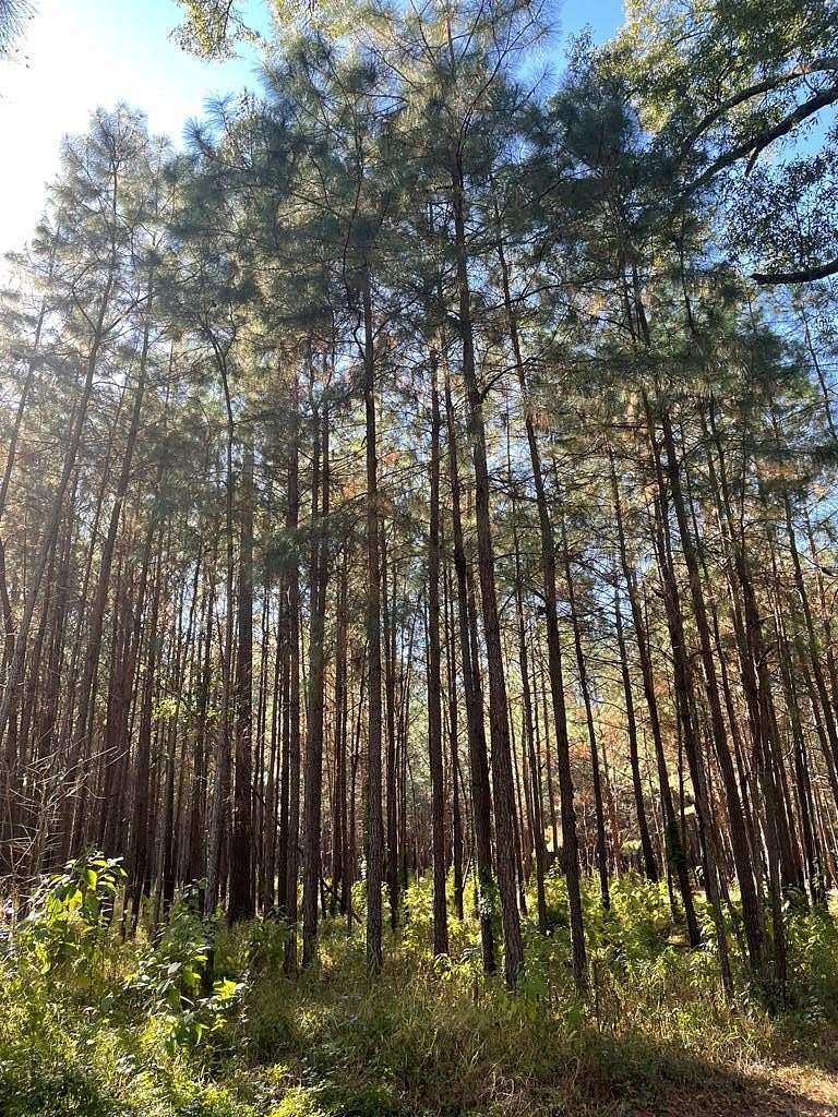 28 Acres of Recreational & Residential Land for Sale in Cairo, Georgia